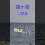 【UMA】霞ヶ浦で謎生物を見たんだが