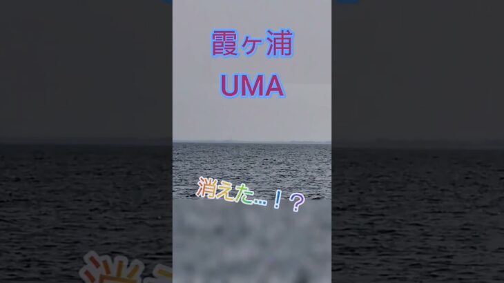 【UMA】霞ヶ浦で謎生物を見たんだが