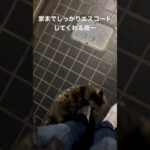 【UMA】未確認生物が家の前にいた#short