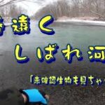 春遠く　しばれ河川　　「未確認生物も見ちゃった編」