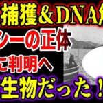 【ゆっくり解説】ネッシーの正体が最新DNA調査で判明へ！米軍が捕獲に成功と報道も…古代生物と特定される【UMA・未確認生物】【古代生物生存】