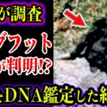 【ゆっくり解説】FBIがビッグフットの正体を調査！？DNA調査で正体が判明！？目撃証言がヤバい【UMA・未確認生物】