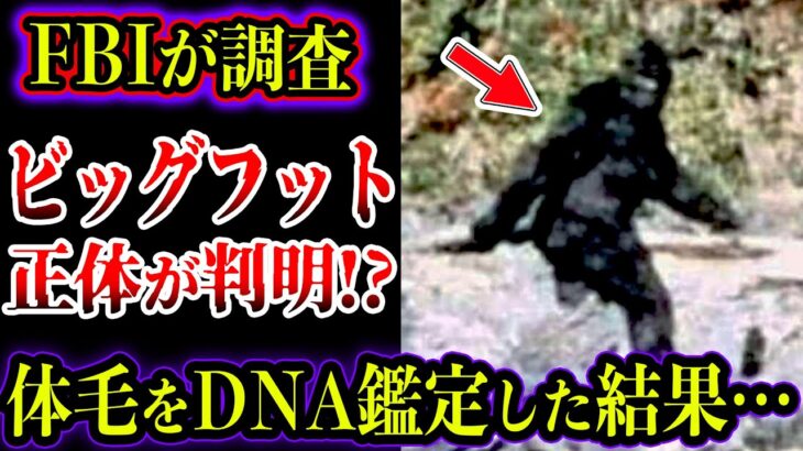 【ゆっくり解説】FBIがビッグフットの正体を調査！？DNA調査で正体が判明！？目撃証言がヤバい【UMA・未確認生物】