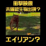 【衝撃映像】未確認生物が庭に出現した😣😵😱#shorts #未確認生物