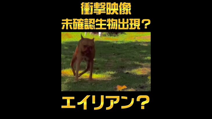 【衝撃映像】未確認生物が庭に出現した😣😵😱#shorts #未確認生物