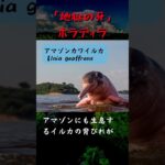 【未確認生物】アマゾン奥地で目撃　別名『地獄の牙』ホラディラ【UMA】