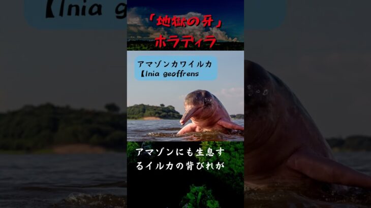 【未確認生物】アマゾン奥地で目撃　別名『地獄の牙』ホラディラ【UMA】