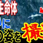 以前より存在が確実視されていた未確認生物の姿が捉えられる…深海に潜む生命体の存在と未知の巨大生物との関係とは【ぞくぞく】【ミステリー】【都市伝説】