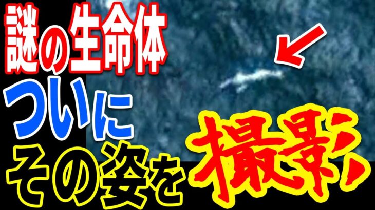 以前より存在が確実視されていた未確認生物の姿が捉えられる…深海に潜む生命体の存在と未知の巨大生物との関係とは【ぞくぞく】【ミステリー】【都市伝説】