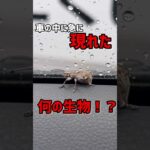 車の中に急に現れた未確認生物。コレ何？