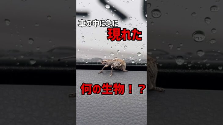 車の中に急に現れた未確認生物。コレ何？