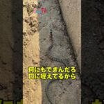 【未確認生物！？】クワガタに擬態してる…？ #shorts