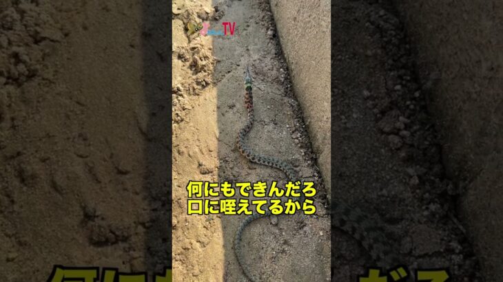 【未確認生物！？】クワガタに擬態してる…？ #shorts