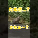 未確認生物！【#ゆずてん】#未確認生命体 #猫 #たぬき #動物 #森の中