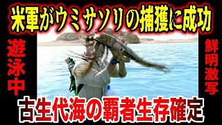 【ゆっくり解説】米軍が捕獲し動いている様子が鮮明に激写！古生代海の覇者ウミサソリの特徴と生存説について【古代生物生存】