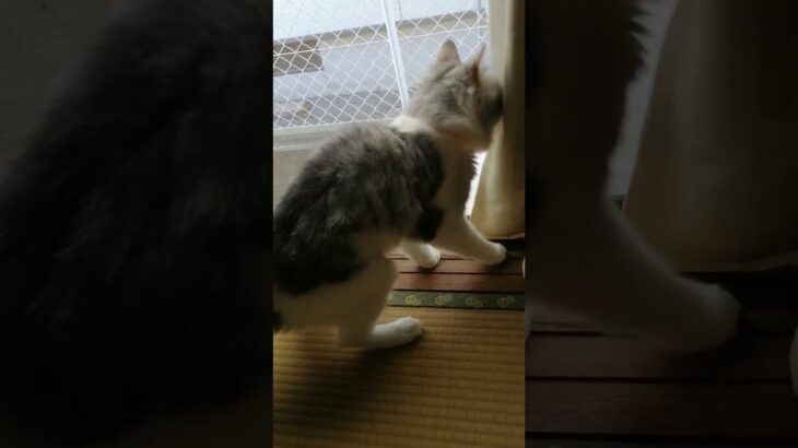 浮遊霊を見つけ動揺する猫の心霊現象 #Shorts