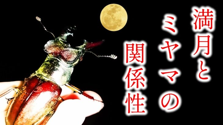 【クワガタ都市伝説】ミヤマクワガタは満月の夜いなくなるのか？ガチ検証！ミヤマ王への道２０２３！クワガタに夢を追い続ける男たちin鳥取！中国地方最大サイズのミヤマクワガタを求め