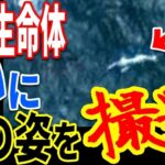 以前より存在が確実視されていた未確認生物の姿が捉えられる…深海に潜む生命体の存在と未知の巨大生物との関係とは【ぞくぞく】【ミステリー】【都市伝説】【総集編】