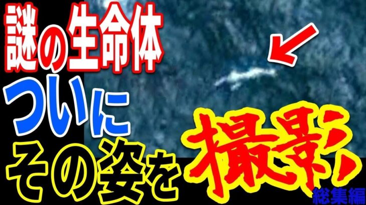 以前より存在が確実視されていた未確認生物の姿が捉えられる…深海に潜む生命体の存在と未知の巨大生物との関係とは【ぞくぞく】【ミステリー】【都市伝説】【総集編】