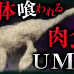 【未確認生物 UMA】人間に喰われた…⁉︎ 巨大肉食UMA「ネッキー」