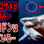 【ゆっくり解説】近年、巨大ホホジロザメが丸呑みされた…南極でメガロドンを捉えた…メガロドンが存在するヤバすぎる証拠…【UMA・未確認生物】