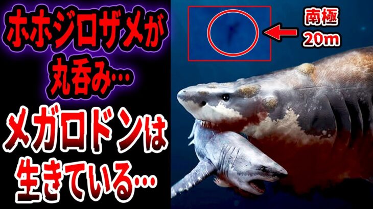 【ゆっくり解説】近年、巨大ホホジロザメが丸呑みされた…南極でメガロドンを捉えた…メガロドンが存在するヤバすぎる証拠…【UMA・未確認生物】