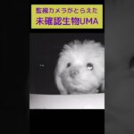 【UMA】監視カメラに未確認生物が⁉️🐶【チワマルぴの】 #マルチーズ #チワワ #shorts #犬のいる暮らし #cutedog