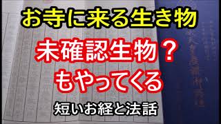 お寺に来る生き物　未確認生物？もやってくる　短いお経と法話