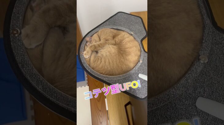 未確認飛行物体　UFO　 #shorts #cat #猫