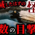 【未確認生物 UMA】史上最大の鳥⁉生態系の頂点に君臨した古代生物「ペラゴルニス・サンデルシ」