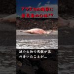 【UMA】アラスカの海岸に流れ着いた首長竜・カラクト【未確認生物】