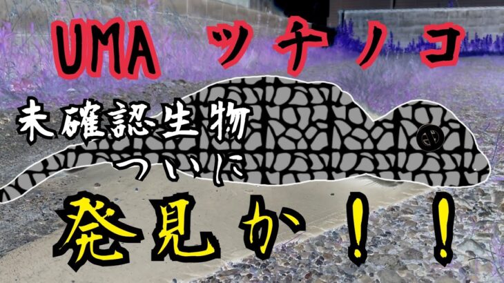 未確認生物【ツチノコ】（UMA）ついに発見か!!