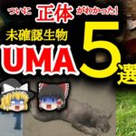 ついに正体がわかった！未確認生物 UMA5選【ゆっくり解説】