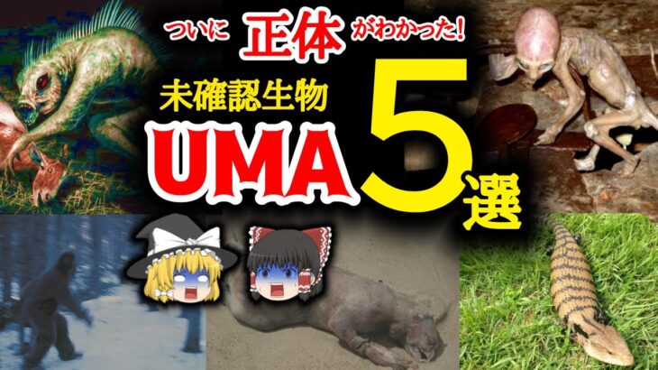 ついに正体がわかった！未確認生物 UMA5選【ゆっくり解説】