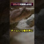 【懸賞金1億円!?】ツチノコという未確認生物を知っていますか?? #都市伝説 #オカルト #uma #未確認生物 #shorts