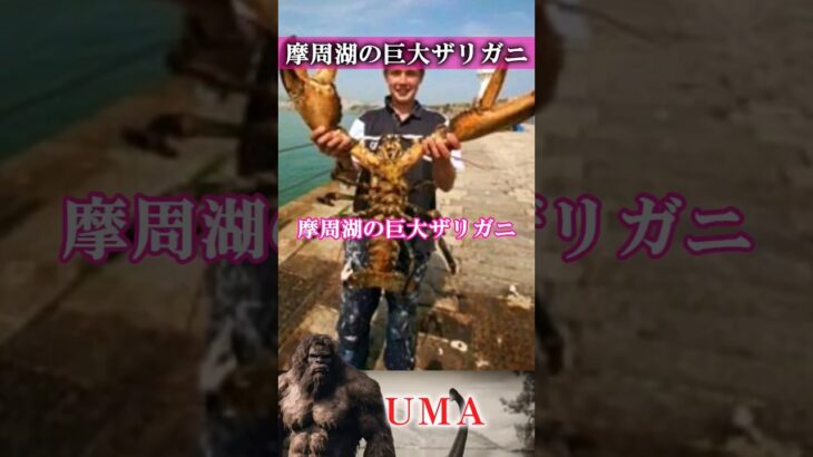 【UMA】摩周湖の巨大ザリガニ　#UMA #UFO #未確認生物