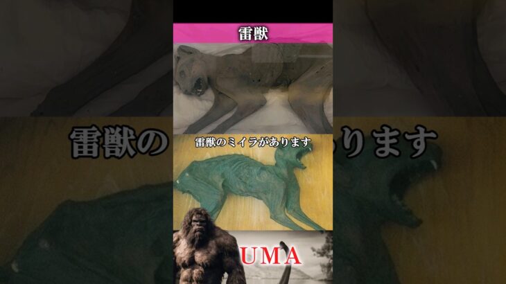 【UMA】雷獣　#UMA #UFO #未確認生物