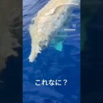 これは、なに？　#未確認#未確認生物#太平洋#海#うみ#おきなわ#沖縄#不気味