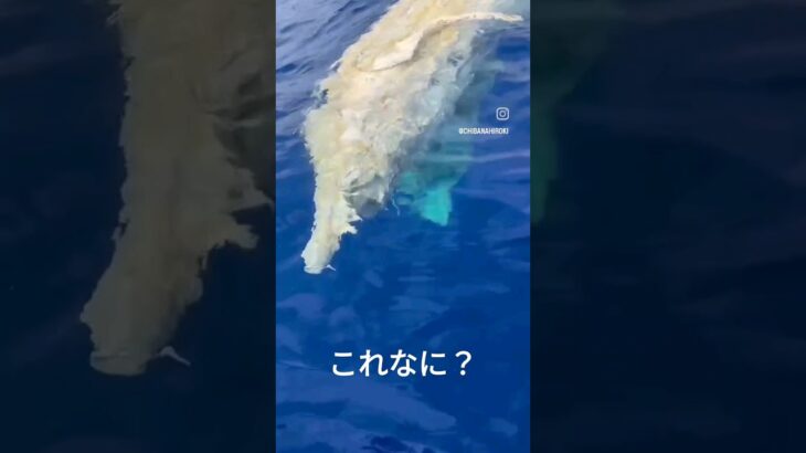 これは、なに？　#未確認#未確認生物#太平洋#海#うみ#おきなわ#沖縄#不気味