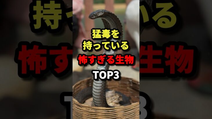 猛毒を持っている怖すぎる生物TOP3 #都市伝説 #ホラー #雑学