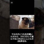 意味が分かると怖い話。犬の名前。#shorts #都市伝説 #心霊 #雑学