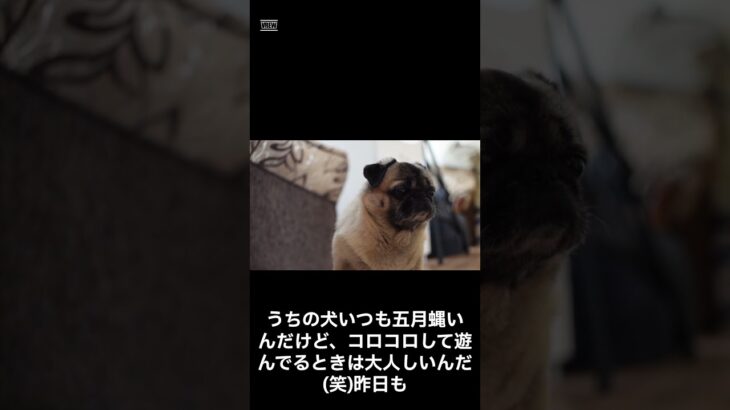 意味が分かると怖い話。犬の名前。#shorts #都市伝説 #心霊 #雑学