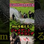 【UMA】ジャイアントアナコンダ　#UMA #未確認生物 #ミステリー