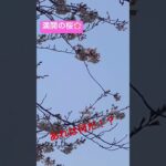 満開の桜を撮影中にあれは何だ！？未確認飛行物体？！その結果！ドローンだった瞬間 #満開の桜 #桜 #未確認飛行物体 #ドローン #ドローン空撮 #空撮