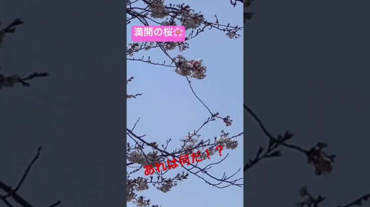 満開の桜を撮影中にあれは何だ！？未確認飛行物体？！その結果！ドローンだった瞬間 #満開の桜 #桜 #未確認飛行物体 #ドローン #ドローン空撮 #空撮