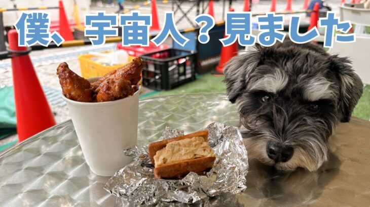 【シュナウザーモニタリング】愛犬が未確認生物？を見た時の反応が可愛すぎた❤︎