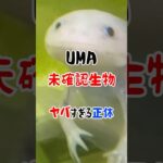 UMA -未確認生物- #UMA