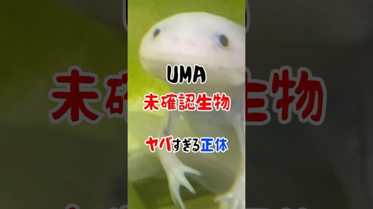 UMA -未確認生物- #UMA