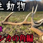 【野生動物】エゾシカの角見つけるまで帰れません！！！