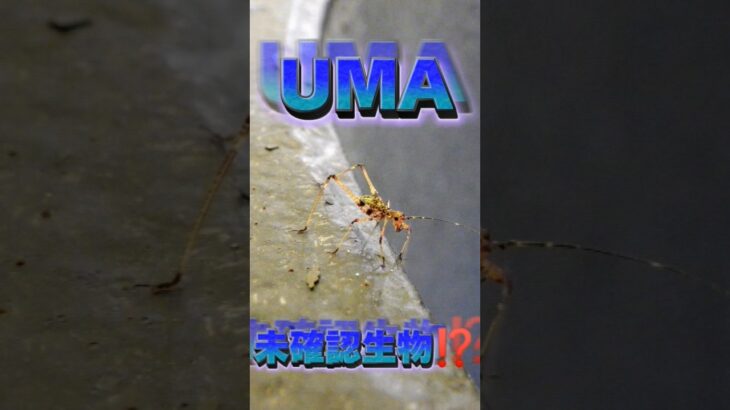 【UMA⁉️未確認生物⁉️】#shorts #youtubeshorts #youtube #iphone #uma #虫 #最新 #おもしろ #おもちゃ #遊び #レトロ #人気 #主ュラン